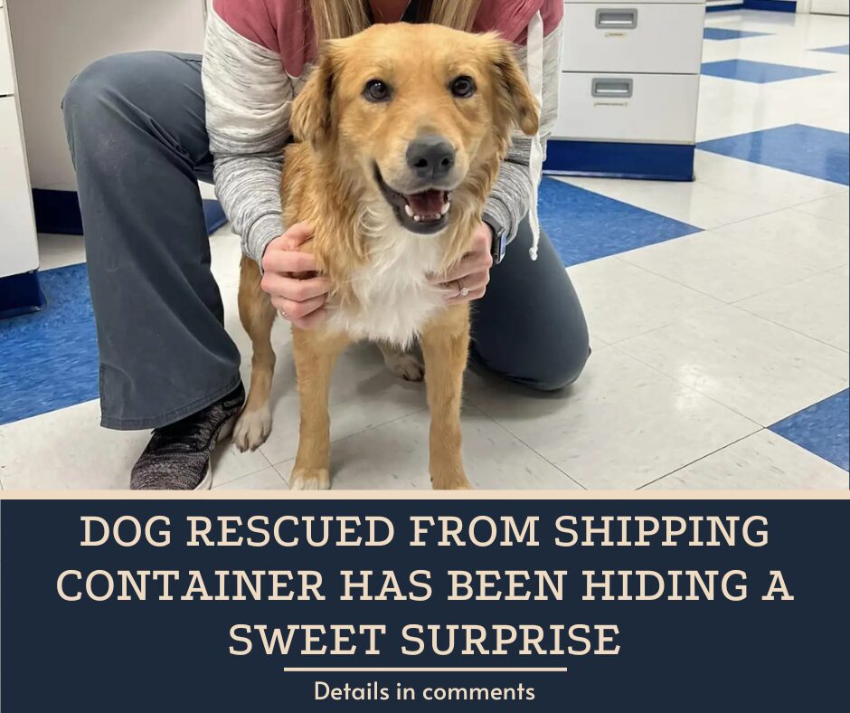 Dog Rescued From Shipping Container Has Been Hiding A Sweet Surprise