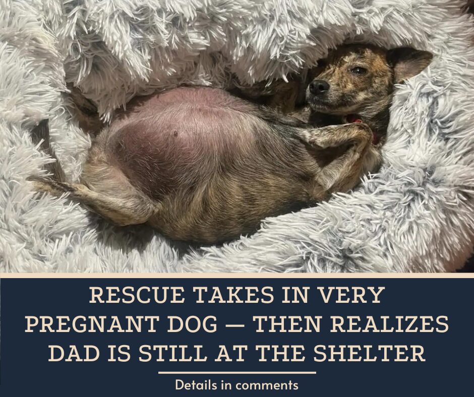 Rescue Takes In Very Pregnant Dog — Then Realizes Dad Is Still At The Shelter