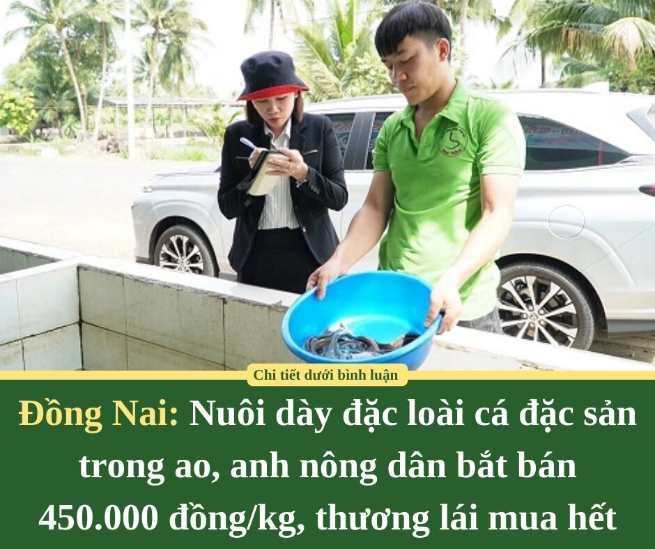 Nuôi dày đặc loài cá đặc sản trong ao, anh nông dân Đồng Nai bắt bán 450.000 đồng/kg, thương lái mua hết