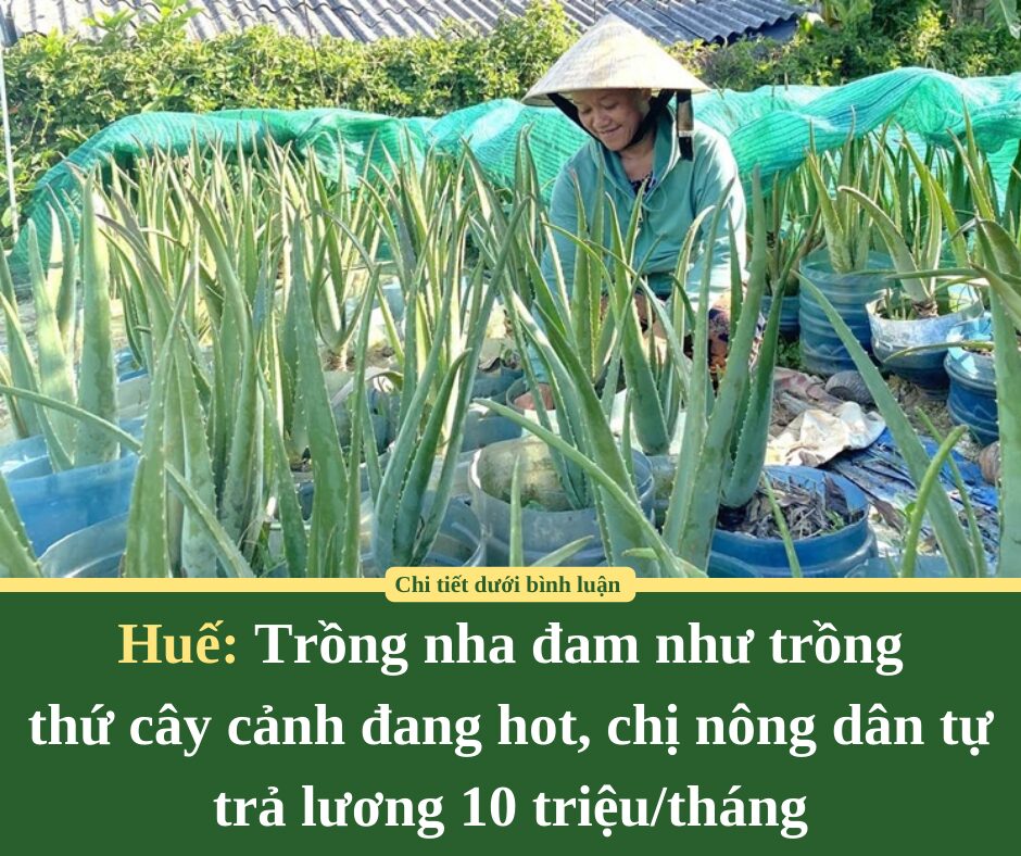 Huế: Trồng nha đam như trồng  thứ cây cảnh đang hot, chị nông dân tự trả lương 10 triệu/tháng