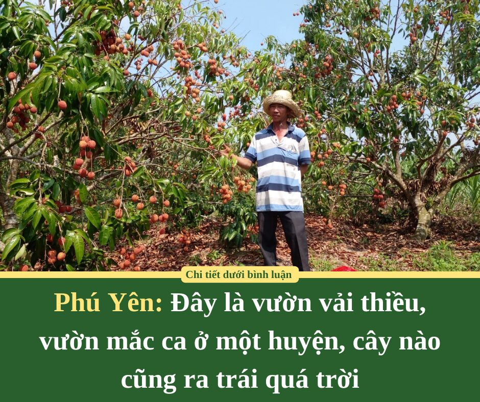 Phú Yên: Đây là vườn vải thiều,  vườn mắc ca ở một huyện, cây nào cũng ra trái quá trời