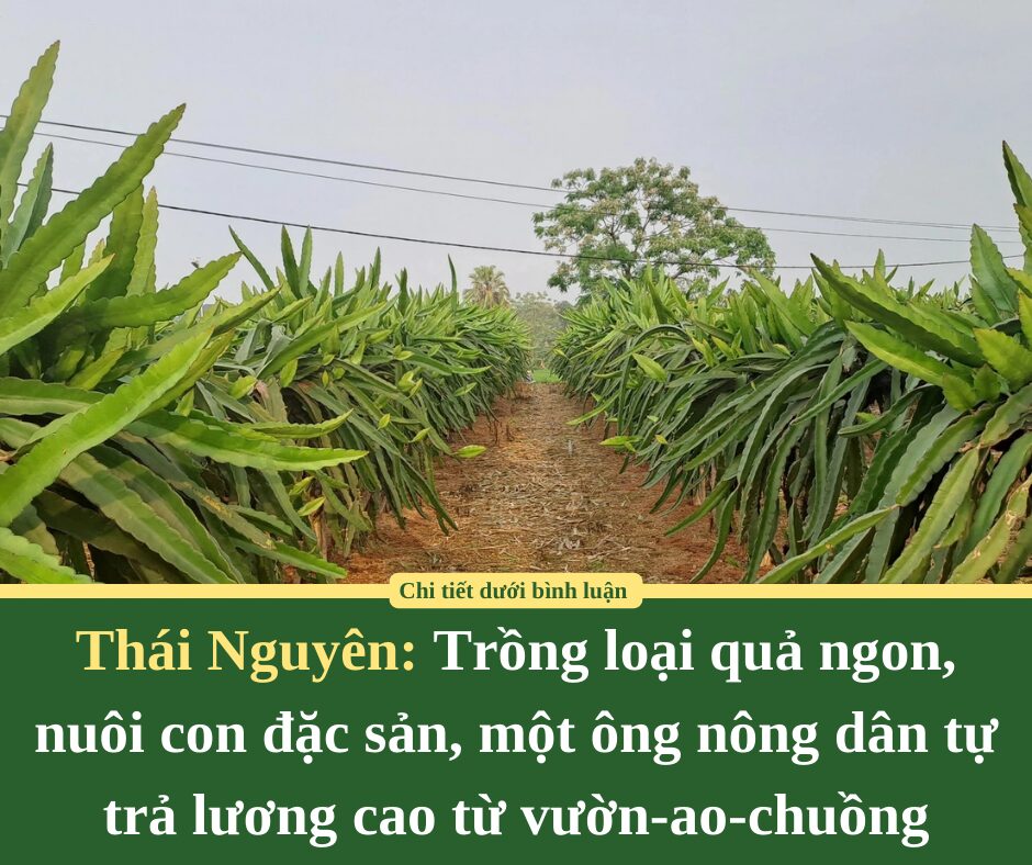 Trồng loại quả ngon, nuôi con đặc sản, một ông nông dân Thái Nguyên tự trả lương cao từ vườn-ao-chuồng