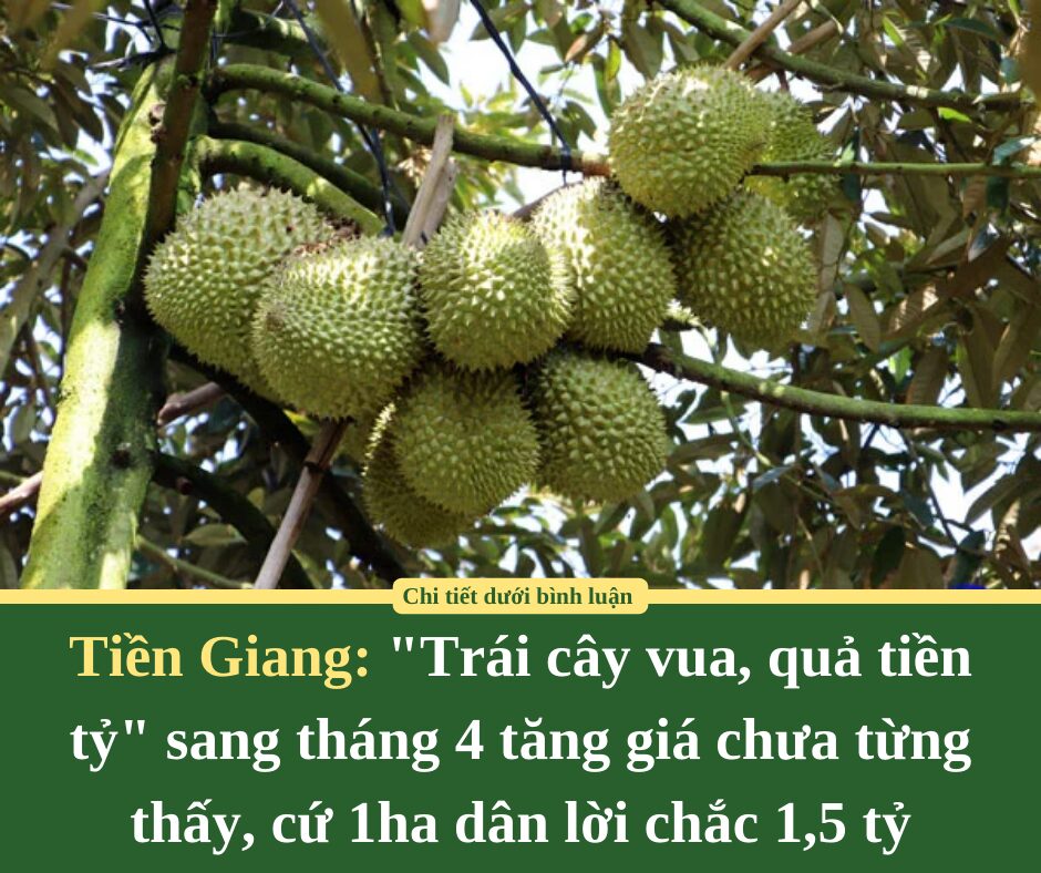 “Trái cây vua, quả tiền tỷ” ở Tiền Giang sang tháng 4 tăng giá chưa từng thấy, cứ 1ha dân lời chắc 1,5 tỷ