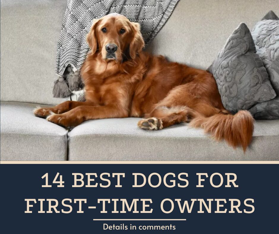 14 Best Dogs for First-Time Owners