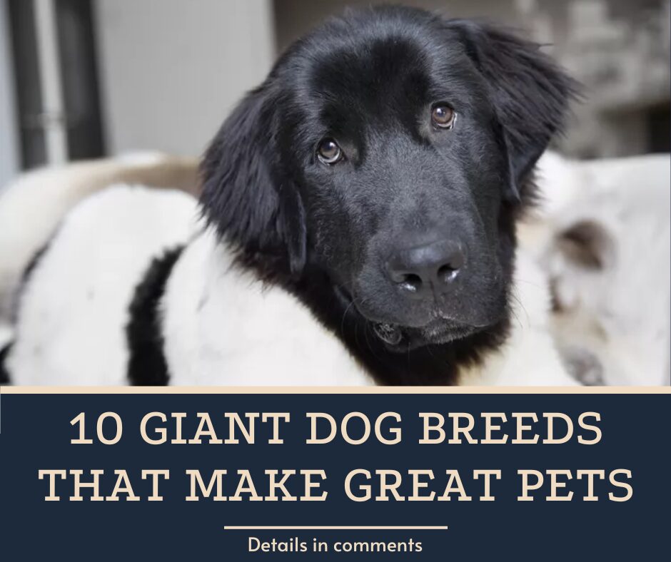 10 Giant Dog Breeds That Make Great Pets