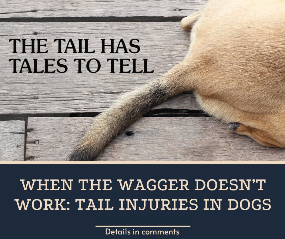 When the Wagger Doesn’t Work: Tail Injuries in Dogs