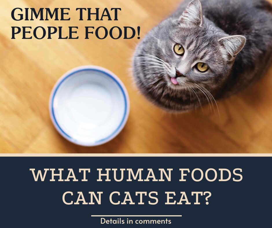 What Human Foods Can Cats Eat?