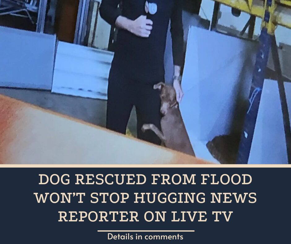 Dog Rescued From Flood Won’t Stop Hugging News Reporter On Live TV