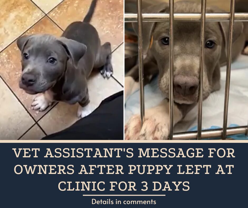 Vet Assistant’s Message for Owners After Puppy Left at Clinic for 3 Days