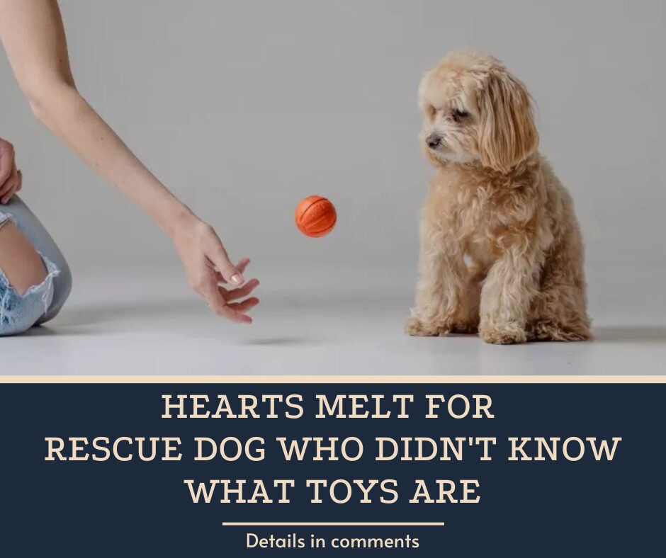 Hearts Melt For Rescue Dog Who Didn’t Know What Toys Are