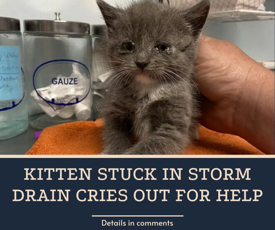 Kitten Stuck In Storm Drain Cries Out For Help