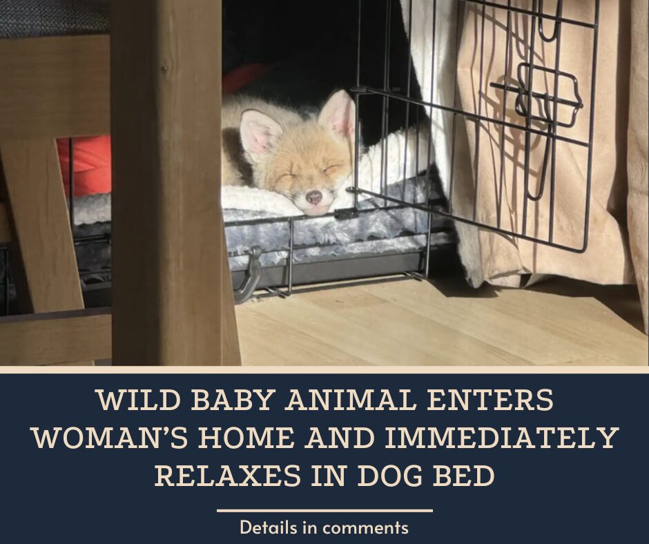 Wild Baby Animal Enters Woman’s Home And Immediately Relaxes In Dog Bed