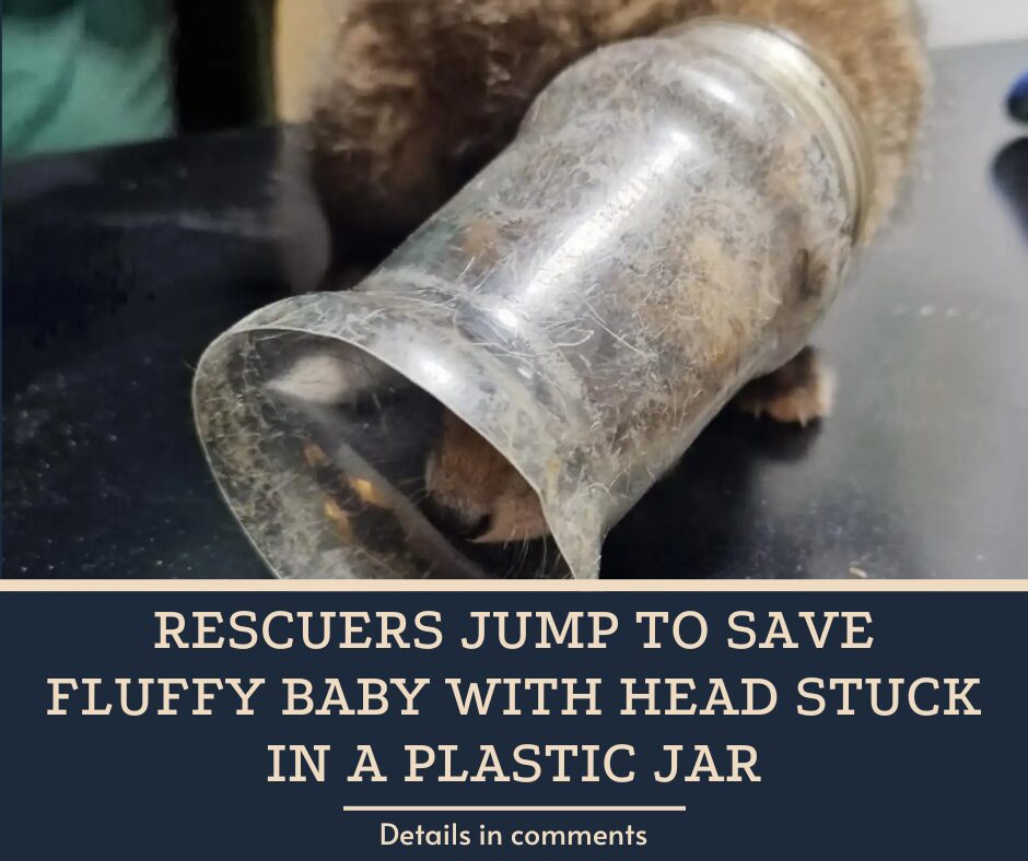 Rescuers Jump To Save Fluffy Baby With Head Stuck In A Plastic Jar