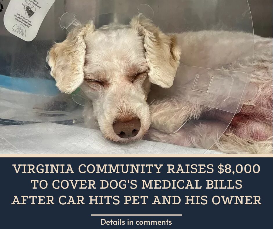 Virginia Community Raises $8,000 to Cover Dog’s Medical Bills After Car Hits Pet and His Owner