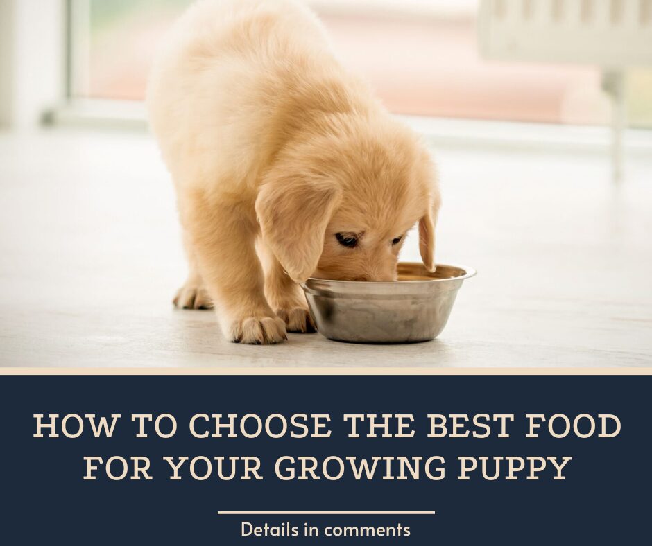 How to Choose the Best Food for Your Growing Puppy