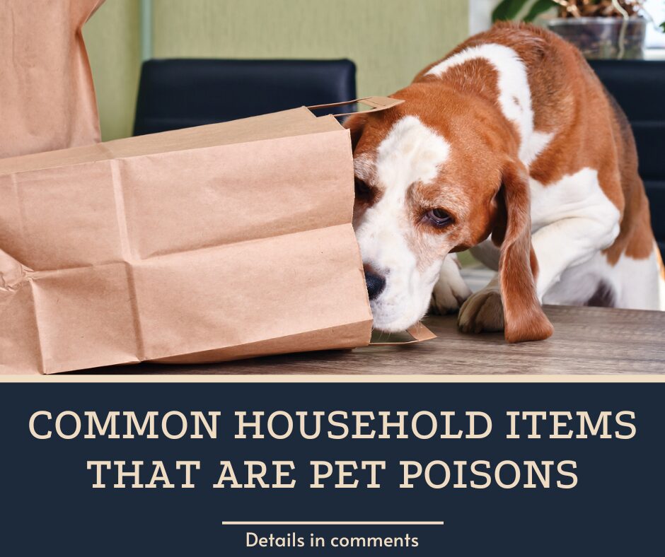 Common Household Items That Are Pet Poisons