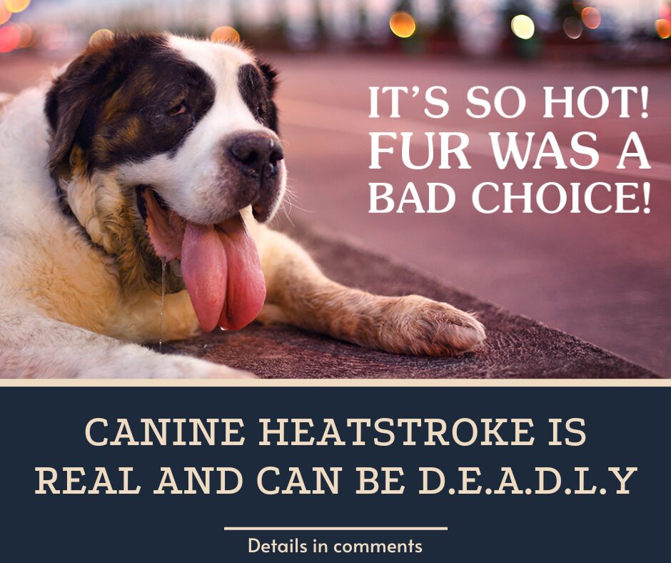 Canine Heatstroke is Real. And Can Be Deadly.