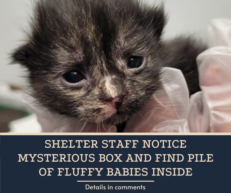 Shelter Staff Notice Mysterious Box And Find Pile Of Fluffy Babies Inside