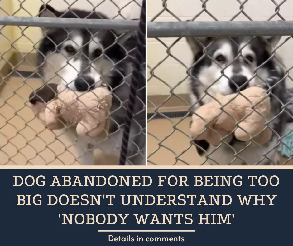 Dog Abandoned for Being Too Big Doesn’t Understand Why ‘Nobody Wants Him’