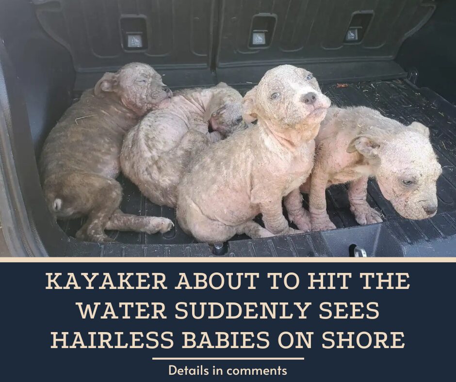 Kayaker About To Hit The Water Suddenly Sees Hairless Babies On Shore