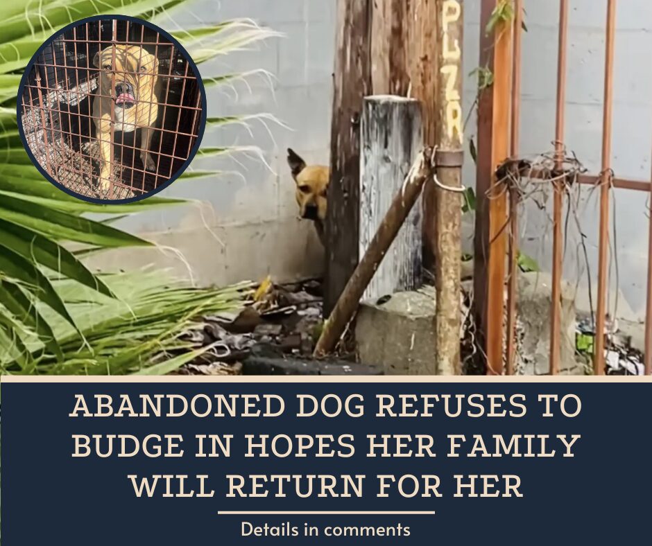 Abandoned Dog Refuses To Budge In Hopes Her Family Will Return For Her