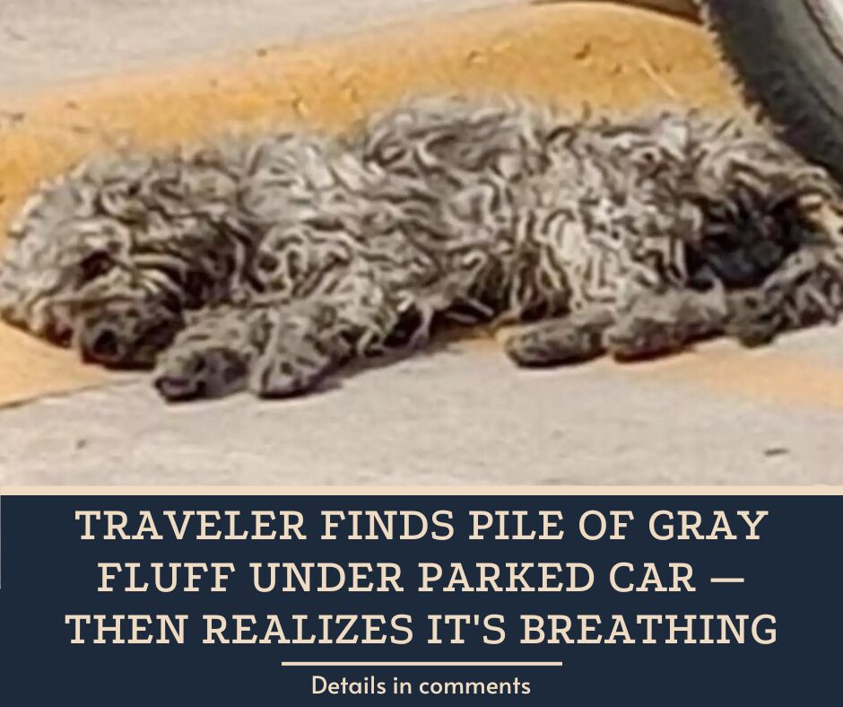 Traveler Finds Pile Of Gray Fluff Under Parked Car — Then Realizes It’s Breathing