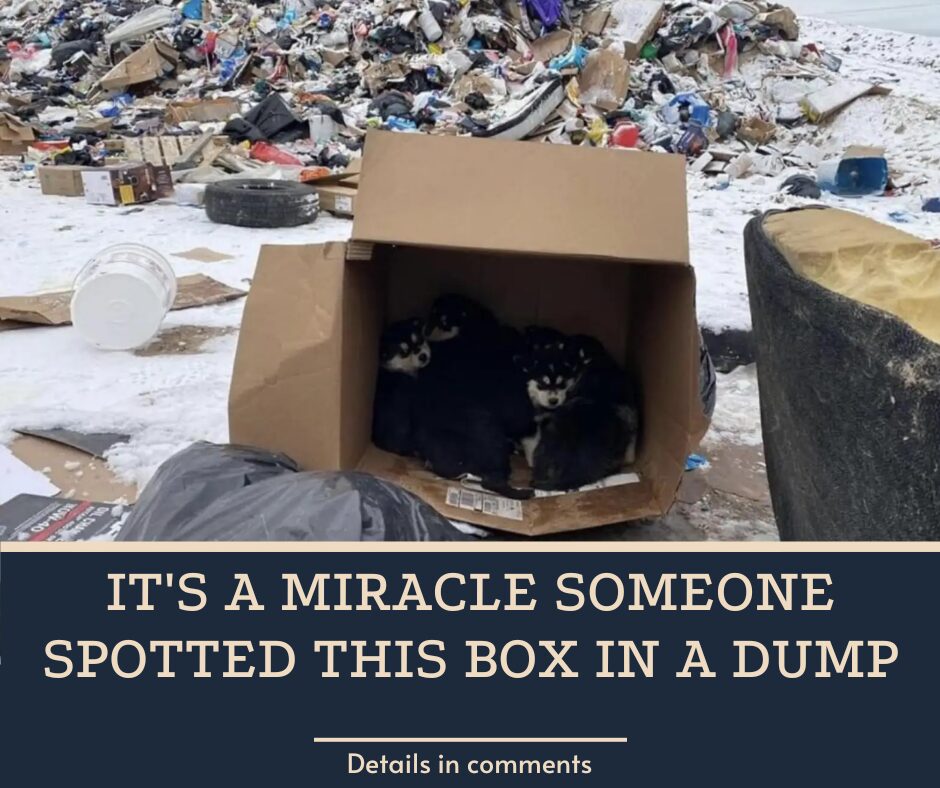 It’s A Miracle Someone Spotted This Box In A Dump