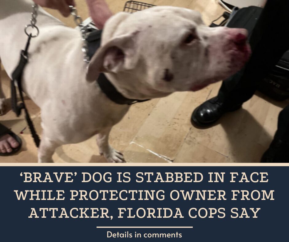 ‘Brave’ dog is stabbed in face while protecting owner from attacker, Florida cops say