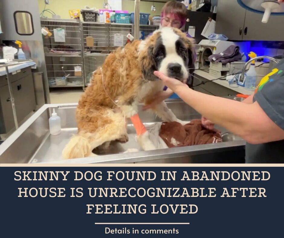 Skinny Dog Found In Abandoned House Is Unrecognizable After Feeling Loved