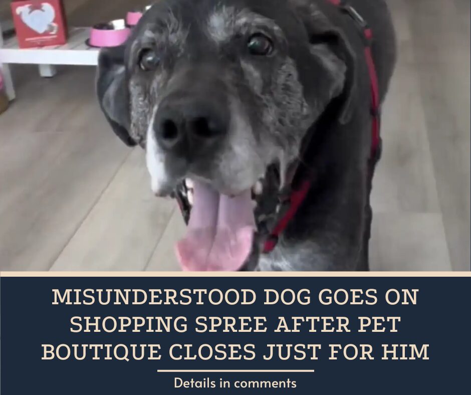 Misunderstood Dog Goes On Shopping Spree After Pet Boutique Closes Just For Him