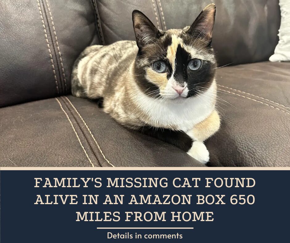 Family’s Missing Cat Found Alive In An Amazon Box 650 Miles From Home