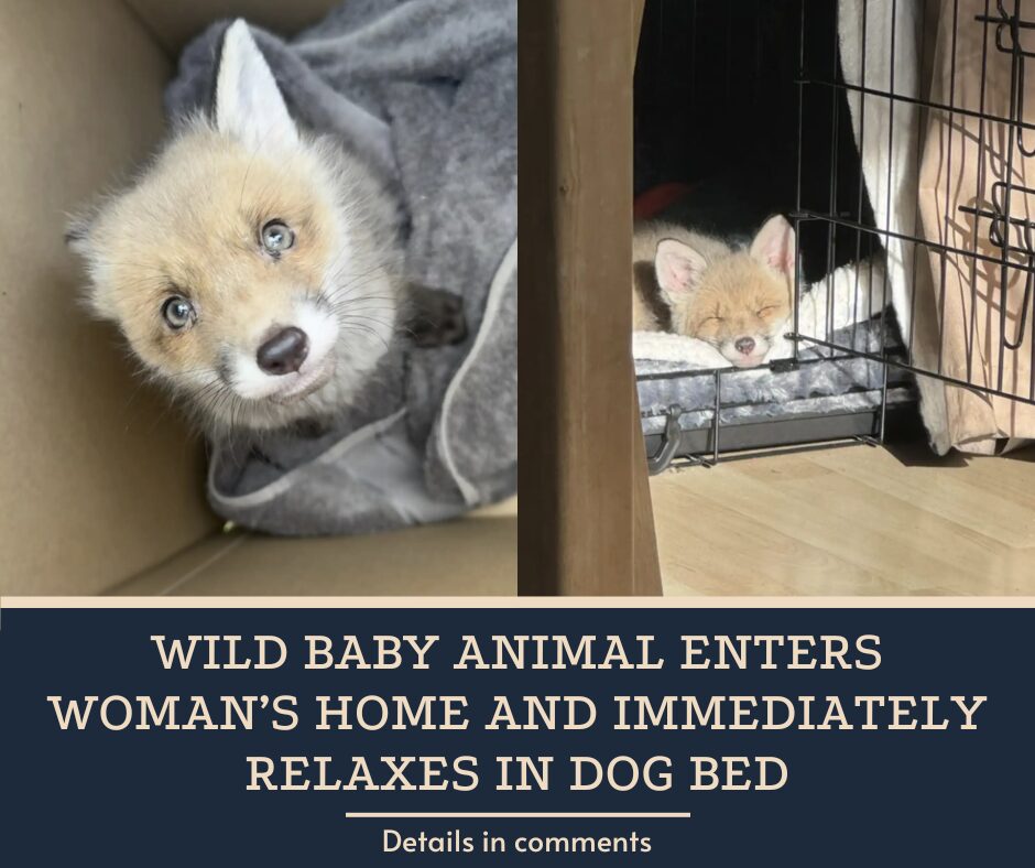 Wild Baby Animal Enters Woman’s Home And Immediately Relaxes In Dog Bed