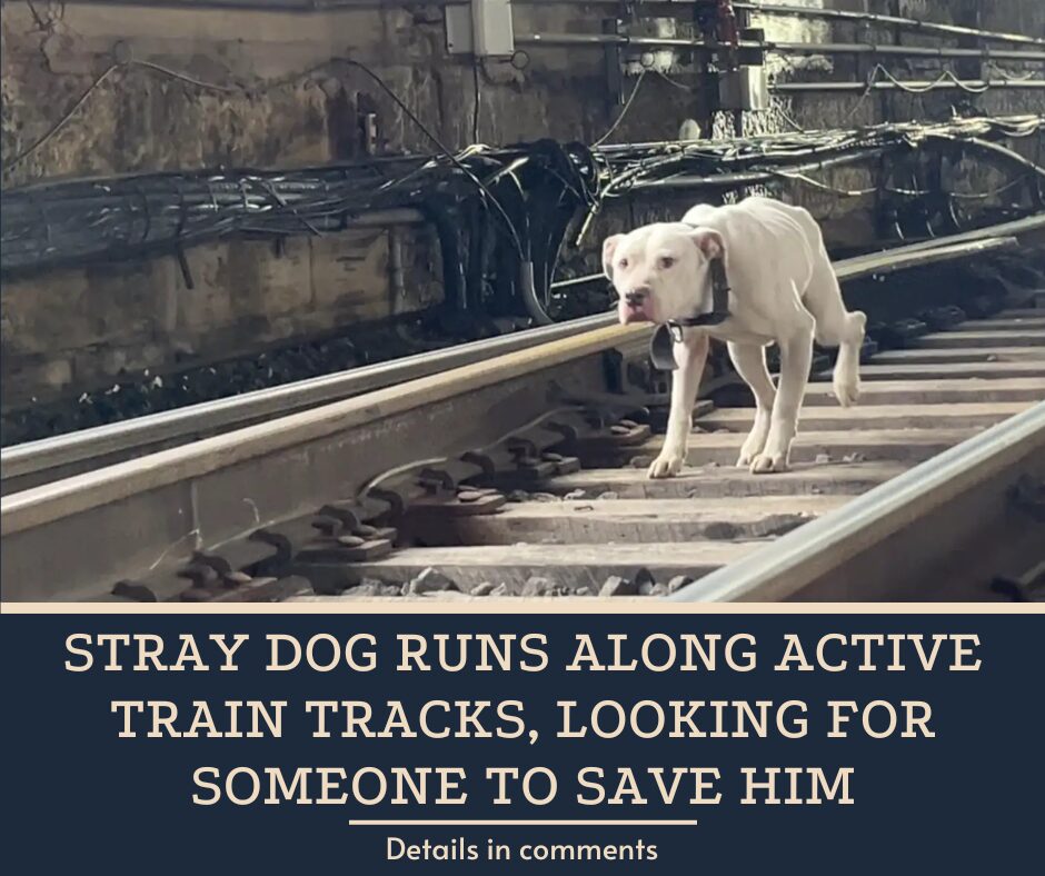 Stray Dog Runs Along Active Train Tracks, Looking For Someone To Save Him