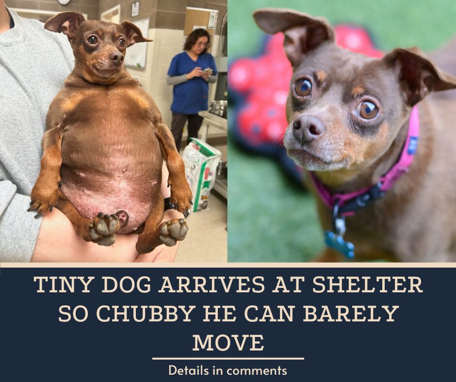 Tiny Dog Arrives At Shelter So Chubby He Can Barely Move