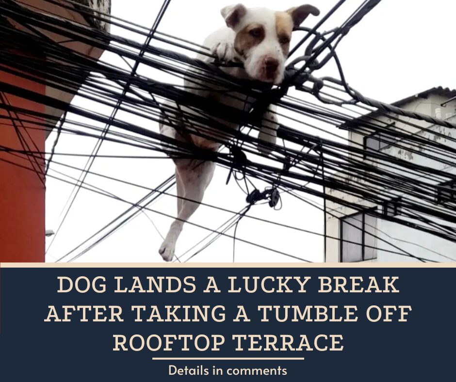 Dog Lands A Lucky Break After Taking A Tumble Off Rooftop Terrace