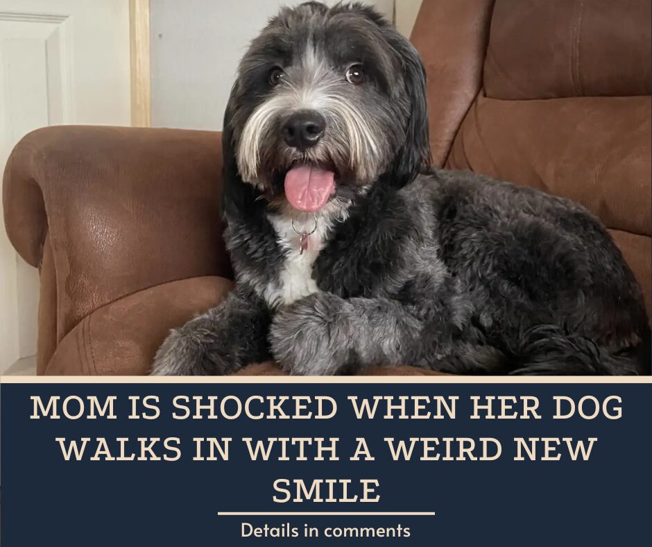 Mom Is Shocked When Her Dog Walks In With A Weird New Smile