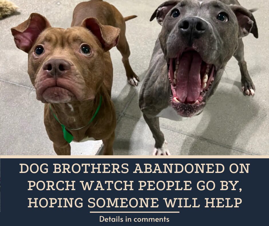 Dog Brothers Abandoned On Porch Watch People Go By, Hoping Someone Will Help