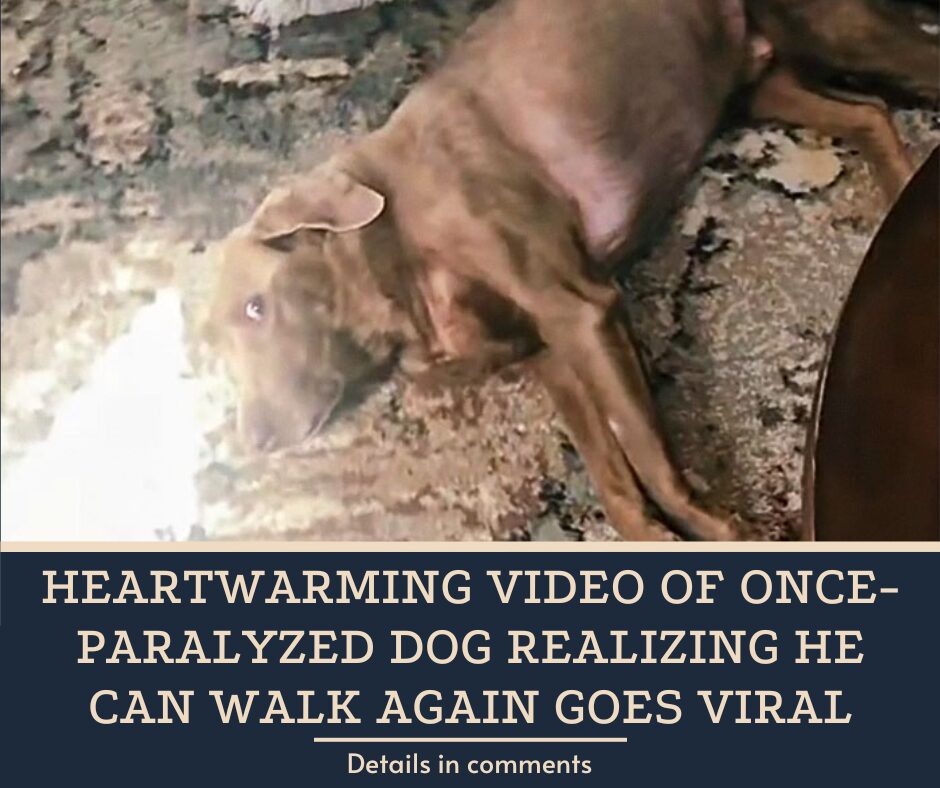 Heartwarming Video Of Once-Paralyzed Dog Realizing He Can Walk Again Goes Viral