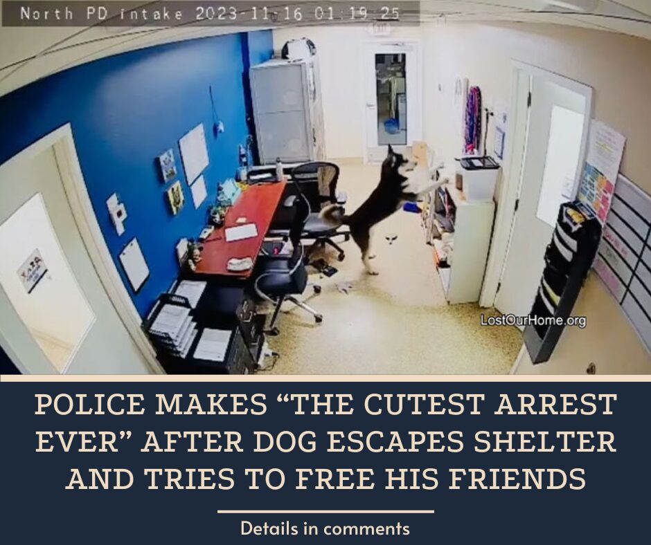 Police Makes “The Cutest Arrest Ever” After Dog Escapes Shelter And Tries To Free His Friends