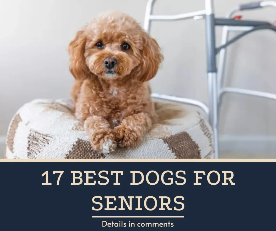 17 Best Dogs for Seniors