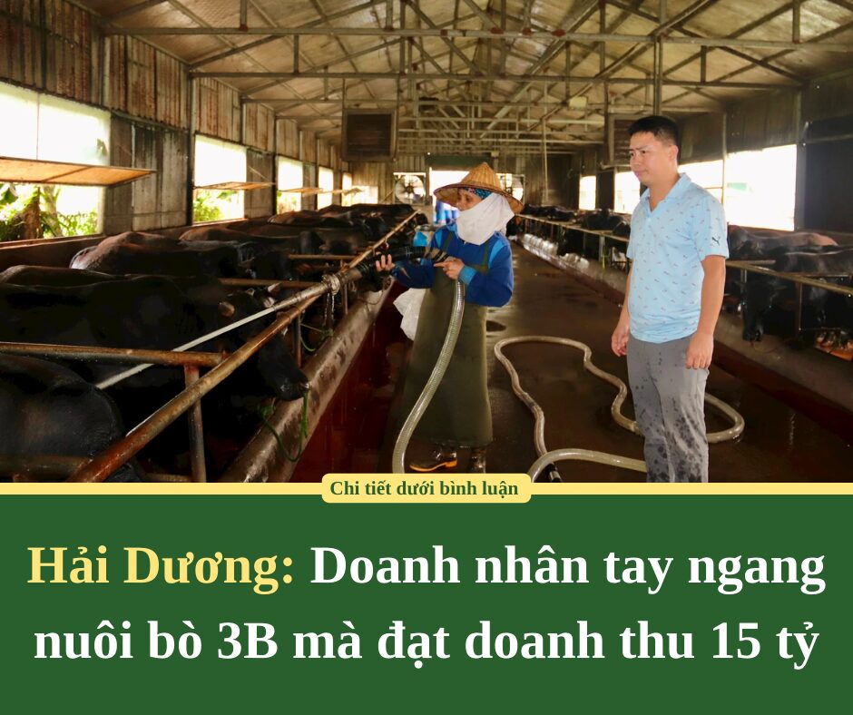 Doanh nhân Hải Dương tay ngang nuôi bò 3B mà đạt doanh thu 15 tỷ