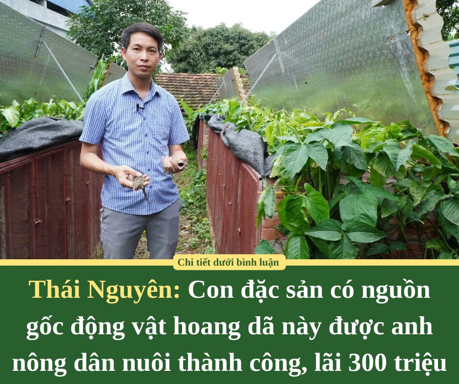 Con đặc sản có nguồn gốc động vật hoang dã này được anh nông dân Thái Nguyên nuôi thành công, lãi 300 triệu