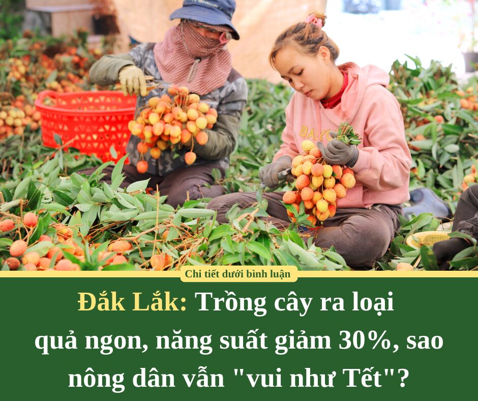 Trồng cây ra loại quả ngon, năng suất giảm 30%, sao nông dân Đắk Lắk vẫn “vui như Tết”?