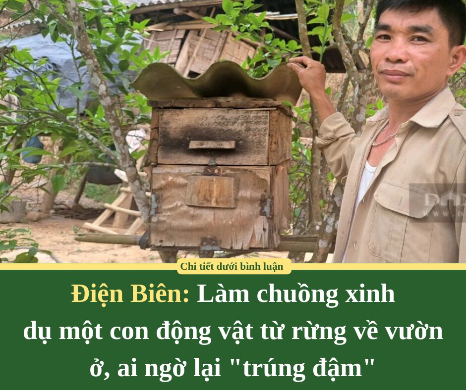 Chuyện lạ Điện Biên, làm chuồng xinh dụ một con động vật từ rừng về vườn ở, ai ngờ lại “trúng đậm”