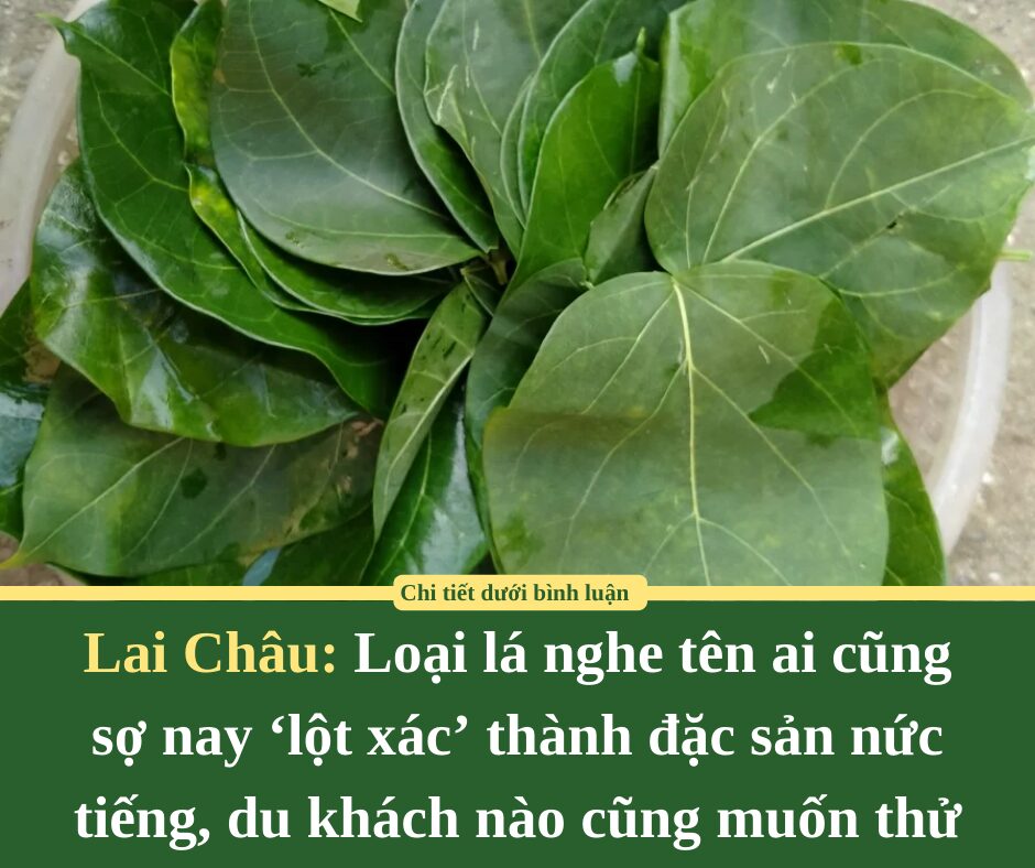 Loại lá nghe tên ai cũng sợ ở Lai Châu nay ‘lột xác’ thành đặc sản nức tiếng, du khách nào cũng muốn thử