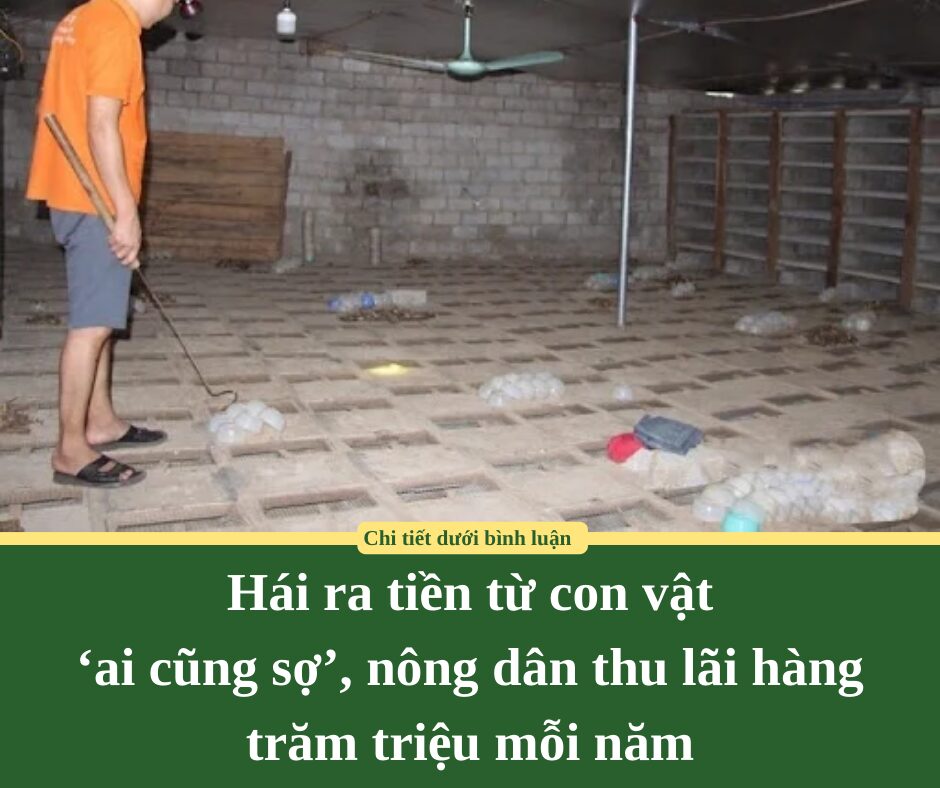 Hái ra tiền từ con vật ‘ai cũng sợ’, nông dân thu lãi hàng trăm triệu mỗi năm