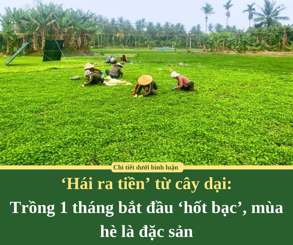 ‘Hái ra tiền’ từ cây dại: Trồng 1 tháng bắt đầu ‘hốt bạc’, mùa hè là đặc sản