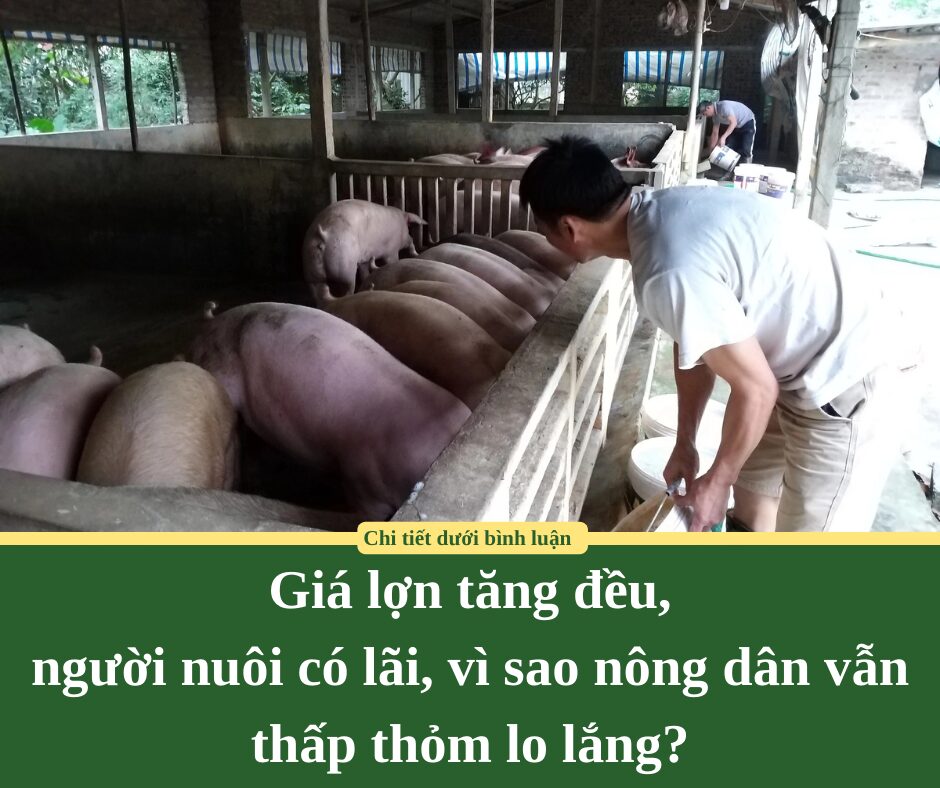 Giá lợn tăng đều, người nuôi có lãi, vì sao nông dân vẫn thấp thỏm lo lắng?