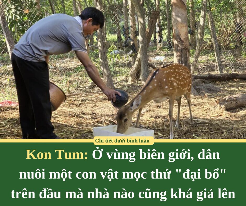 Ở vùng biên giới tỉnh Kon Tum, dân nuôi một con vật mọc thứ “đại bổ” trên đầu mà nhà nào cũng khá giả lên