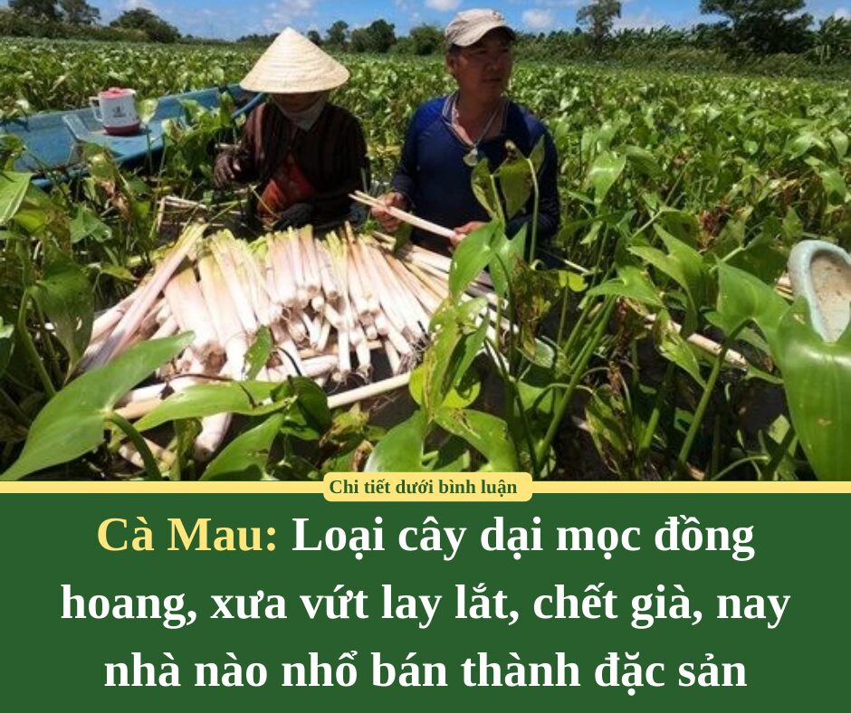 Loại cây dại mọc đồng hoang Cà Mau, xưa vứt lay lắt, chết già, nay nhà nào nhổ bán thành đặc sản